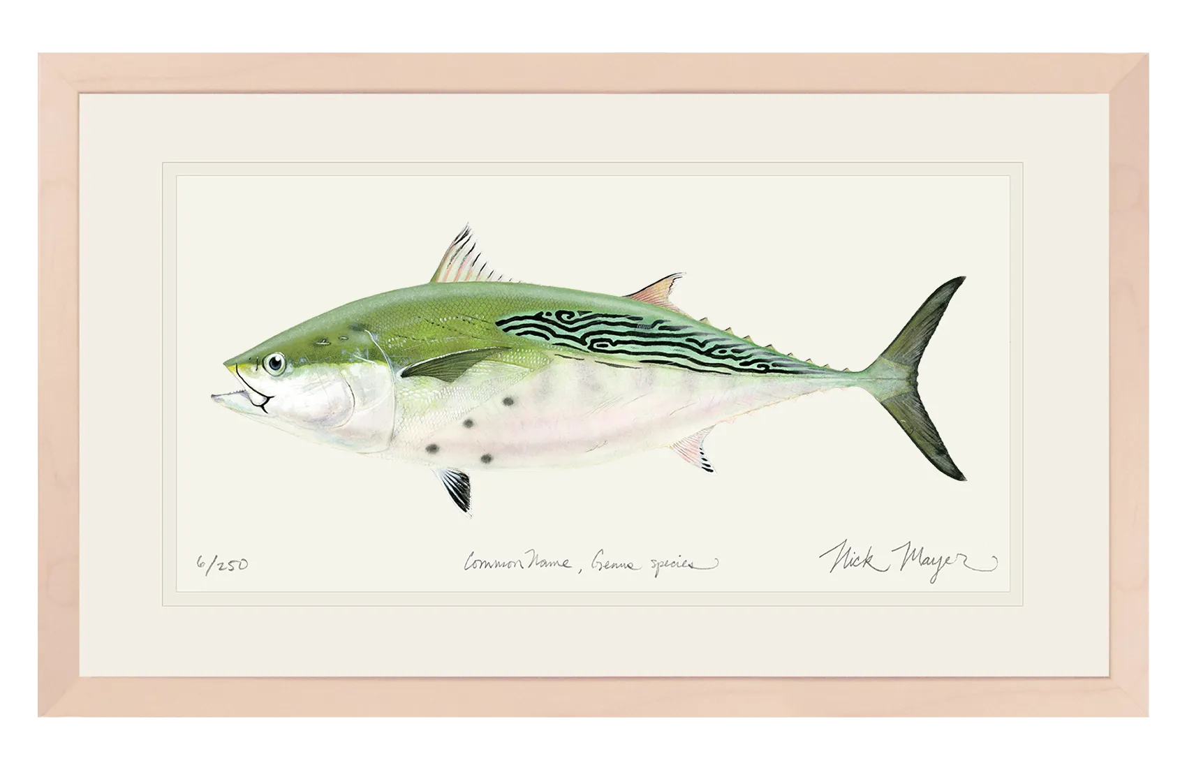 False Albacore IV Print - Best Seller