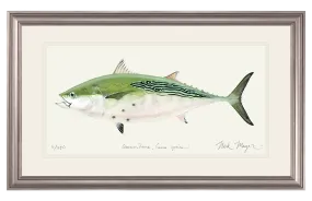 False Albacore IV Print - Best Seller