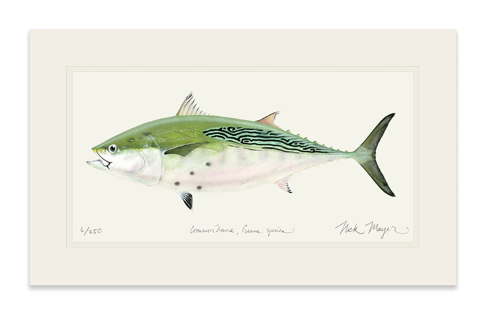 False Albacore IV Print - Best Seller