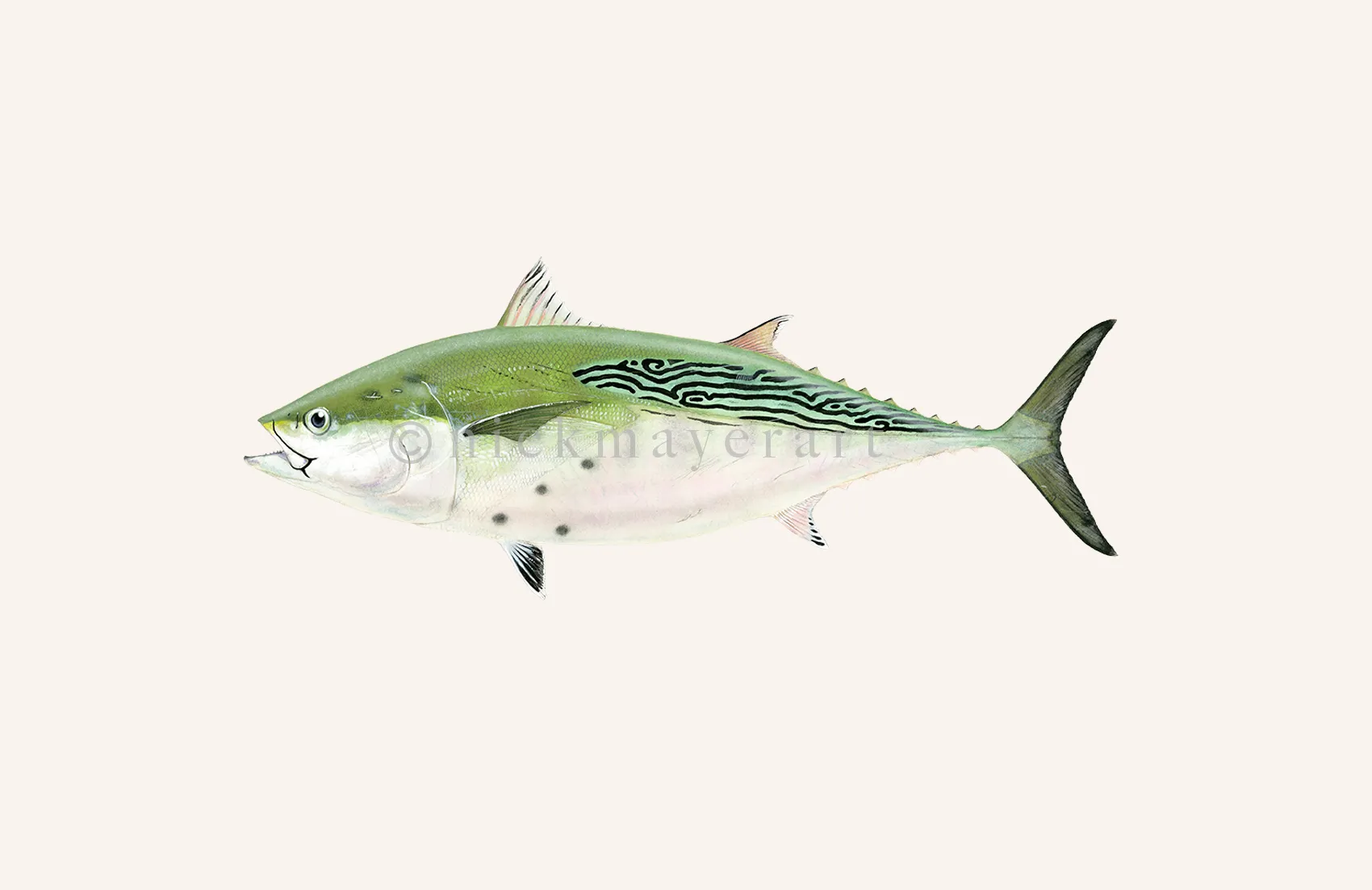 False Albacore IV Print - Best Seller