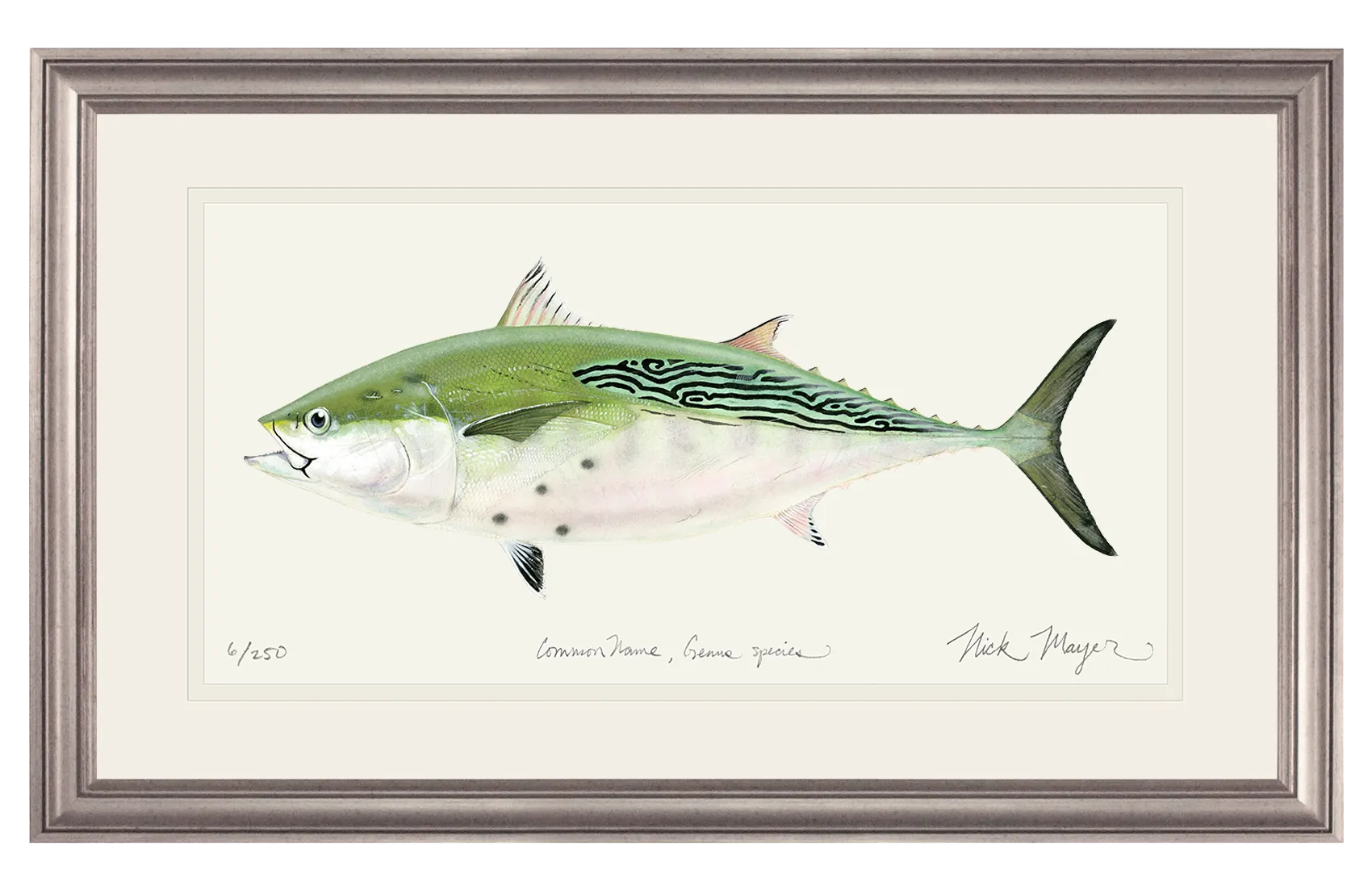 False Albacore IV Print - Best Seller